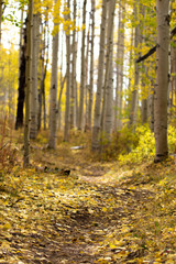 Obraz premium Autumn Hiking Trail