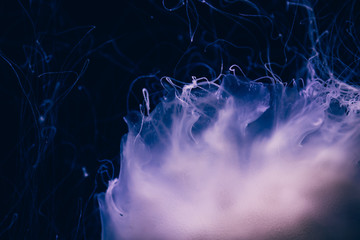 Close-up details of a Ghost jellyfish
