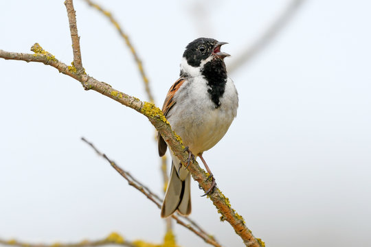 Rohrammer (Emberiza schoeniclus) - Common reed bunting