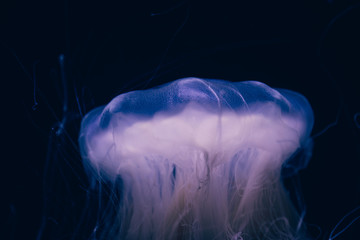 Close-up details of a Ghost jellyfish