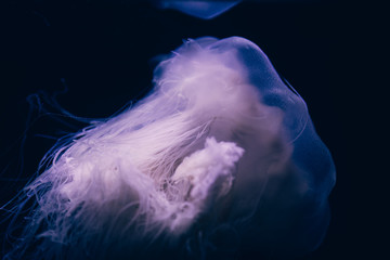 Close-up details of a Ghost jellyfish