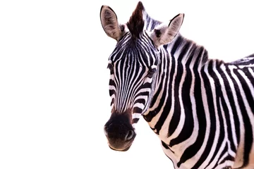 Fototapeten Nahaufnahme eines Zebras auf weißem Hintergrund © aleksandarfilip