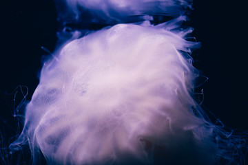 Close-up details of a Ghost jellyfish