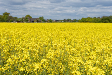 Obraz premium Rapsfeld