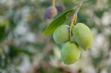 Green olives on a branch close-up. Soft focus, shallow depth of field