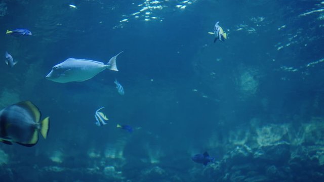 Doktorfische - surgeonfish