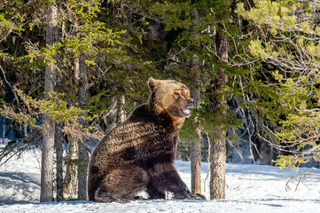 Wild adult Brown bear in the snow. Winter forest. Scientific name: Ursus arctos. Natural habitat. Winter season