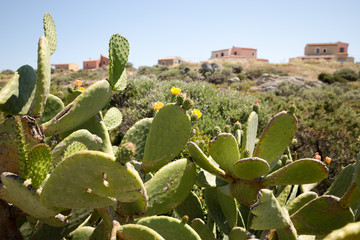 Kaktus
