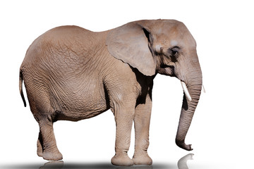 Fototapeta na wymiar Elefant isolated on white with clipping path