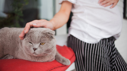 A pregnant woman stroking a sad beautiful silver fold Scottish cat with amber eyes.