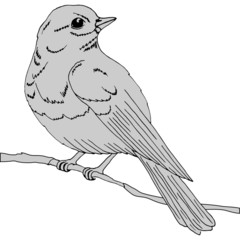 Obraz premium picture in monochrome colors, a bird on a branch