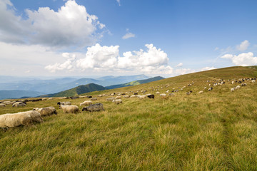 Fototapeta na wymiar Herd of farm sheep grazing on green mountain pasture.
