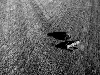 Direct sowing for grazing, Argentine meat production.