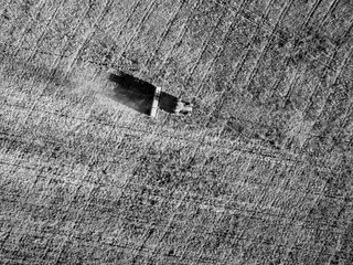 Direct sowing for grazing, Argentine meat production.