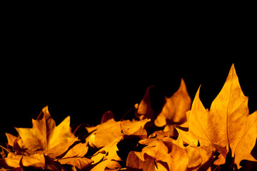 Autumn yellow leaves background with copy space