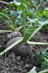 Radish black winter