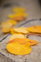 Aspen Leaves on Fallen Tree