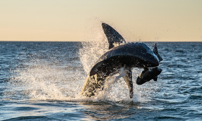 Fototapeta premium Breaching Great White Shark. Shark attacks the bait. Scientific name: Carcharodon carcharias. South Africa.