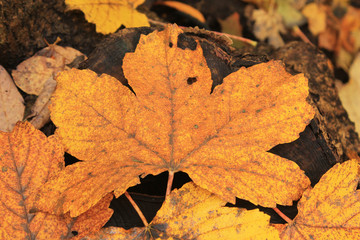 A large yellow maple leaf in the center of the frame on an old wet stump.