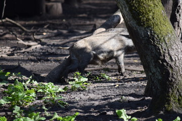 Wildschwein am Baum reibend