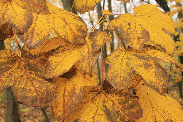 Autumn wet yellow maple leaves on a branch. Close-up. Texture for creative design.