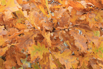Yellow and brown oak leaves. Autumn texture for creative design.