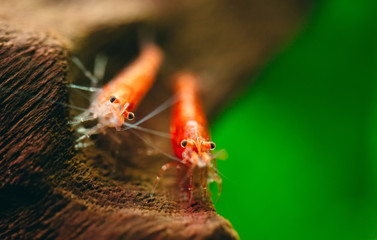 Cherry fire red dwarf shrimps stay on wood decoration in fresh water aquarium tank with dark and...
