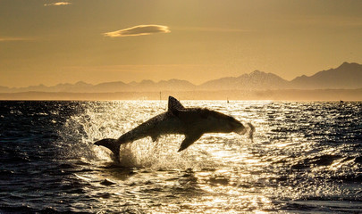 Fototapeta premium Silhouette of Great White Shark in jump. Red sky of sunrise. Breaching in attack. Scientific name: Carcharodon carcharias. South Africa.