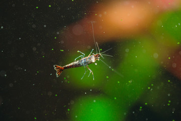 Big fire red or cherry dwarf shrimp with green background in fresh water aquarium tank.