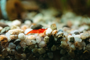 A horizontal macro shot of aquarium small cherry shrimp close-up in a freshwater aquarium  in the...