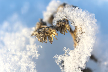 Close up view of dried flower sprig under a layer of shiny snow in a frosty winter forest