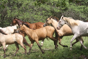 Obraz na płótnie Canvas wild horse herd running free