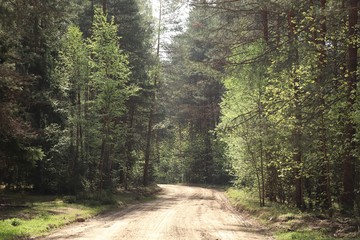 Sandy curve road in the summer forest in the sun