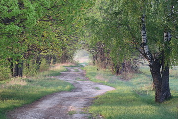 Winding quite road in the forest among green trees on a Sunny summer day