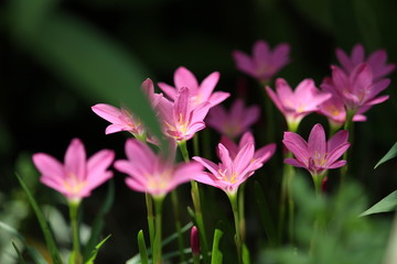 Fototapeta premium pink lily on green background