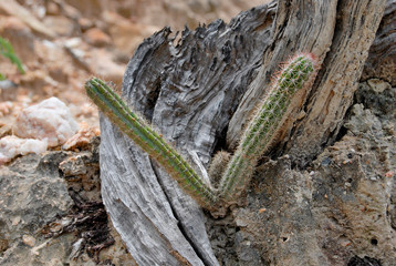 Cacto comum na Caatinga