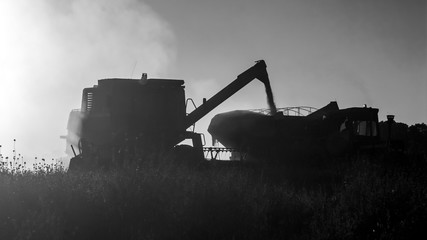 Soybean harvest in Argentine countryside,La Pampa, Argentina