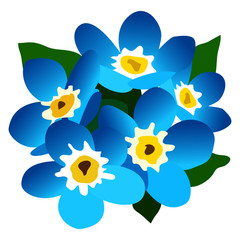 Fototapeta na wymiar bouquet of flowers of forget-me-nots, isolate on a white background