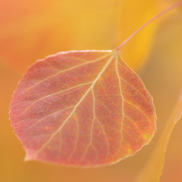 Aspen Leaf Closeup