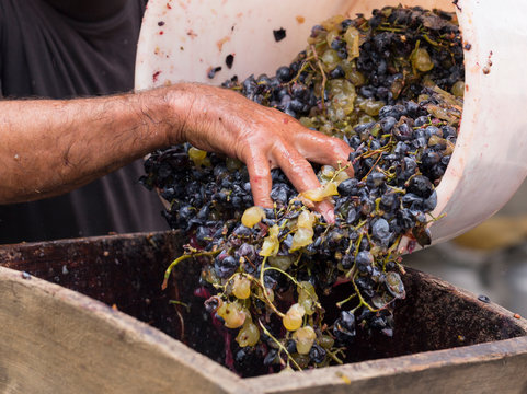 Grinding grapes in a special juicer. Harvest home. Technology of wine production. The folk tradition of making wine. Winemaker's hand at the time of pouring wine material for grinding.