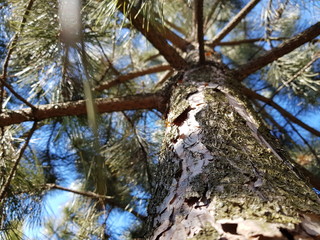 pine tree, trunk closeup with resin, view up through branches to the sky, sunny day.