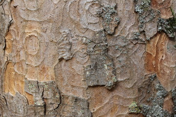 Tree trunk with bark and wood bug paths