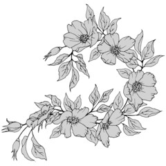 branch with flowers and leaves in monochrome colors, isolate on a white background