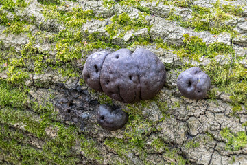 Daldinia concentrica fungi, also known as King Alfred's cake, cramp balls, and coal fungus
