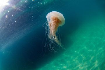 Jellyfish swim underwater at Campeche Island paradise in Florianopolis Brazil