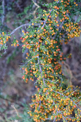 Piquillín,Condalia microphylla, fruits in the Caldén Forest,Pampas, Patagonia,Argentina