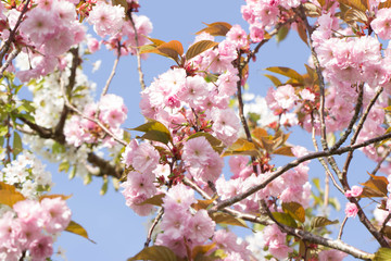 Kirschblüten
