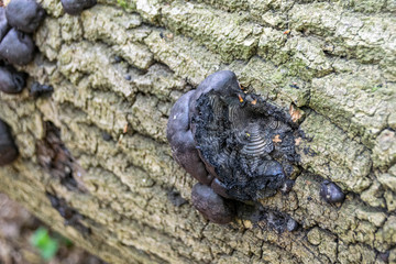 Daldinia concentrica fungi, also known as King Alfred's cake, cramp balls, and coal fungus