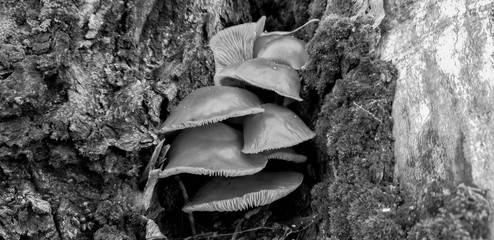 Mushrooms on a tree. The growth of wild mushrooms on a tree.