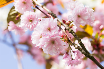 Obraz premium kwiaty wiśni